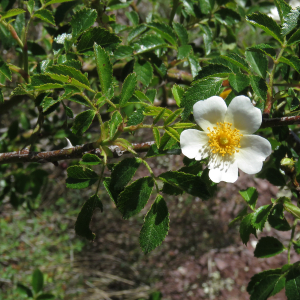 Photographie n°2534714 du taxon Rosa agrestis Savi