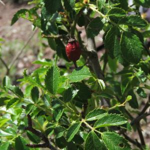 Photographie n°2534715 du taxon Rosa agrestis Savi