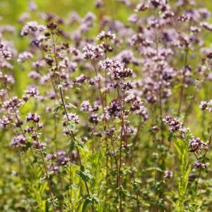  - Origanum vulgare L.