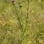  JosephVilliermet - Cirsium vulgare (Savi) Ten.