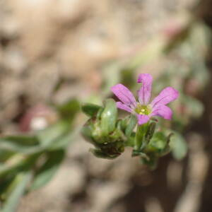Photographie n°2534823 du taxon Lythrum hyssopifolia L.