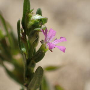 Photographie n°2534824 du taxon Lythrum hyssopifolia L.