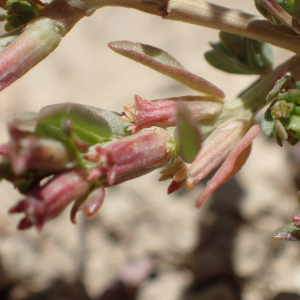 Photographie n°2534825 du taxon Lythrum hyssopifolia L.