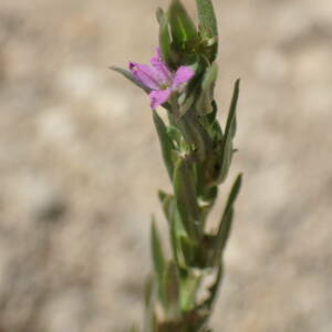 Photographie n°2534826 du taxon Lythrum hyssopifolia L.