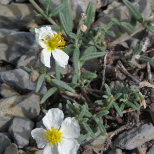 Photographie n°2534849 du taxon Helianthemum apenninum (L.) Mill.