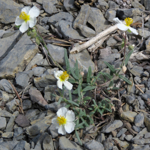 Photographie n°2534850 du taxon Helianthemum apenninum (L.) Mill.