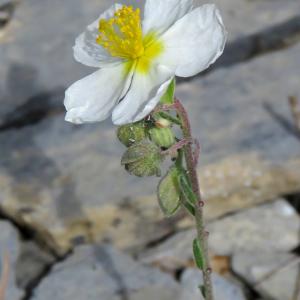 Photographie n°2534851 du taxon Helianthemum apenninum (L.) Mill.