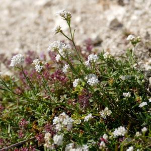 Photographie n°2534875 du taxon Asperula cynanchica L. [1753]