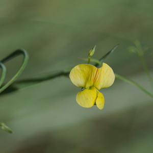 Photographie n°2534877 du taxon Lathyrus annuus L.