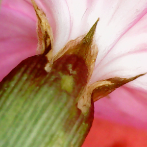 Photographie n°2534889 du taxon Dianthus carthusianorum L. [1753]