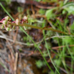 Photographie n°2534971 du taxon Pyrola minor L. [1753]