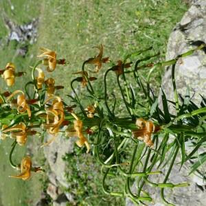 Photographie n°2534993 du taxon Lilium pyrenaicum Gouan