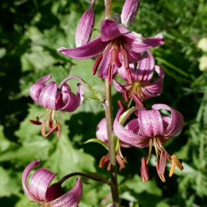 Photographie n°2534995 du taxon Lilium martagon L.