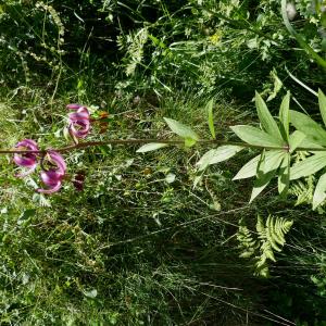 Photographie n°2534996 du taxon Lilium martagon L.