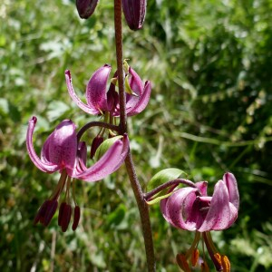 Photographie n°2534997 du taxon Lilium martagon L.