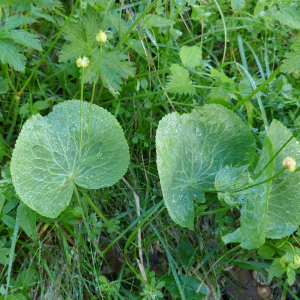 Photographie n°2535008 du taxon Ranunculus thora L.