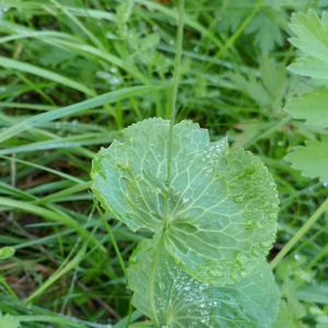 Photographie n°2535009 du taxon Ranunculus thora L.