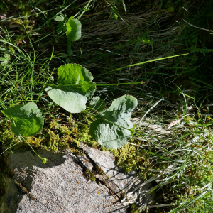 Photographie n°2535010 du taxon Ranunculus thora L.