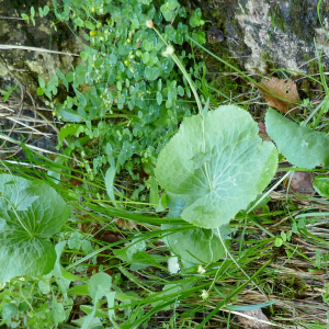 Photographie n°2535011 du taxon Ranunculus thora L.