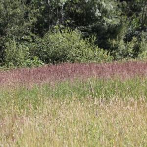 Photographie n°2535052 du taxon Calamagrostis epigejos (L.) Roth