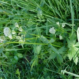 Photographie n°2535058 du taxon Astrantia major L.