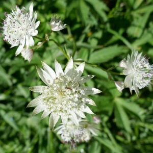 Photographie n°2535059 du taxon Astrantia major L.