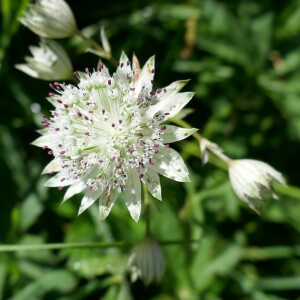 Photographie n°2535061 du taxon Astrantia major L.