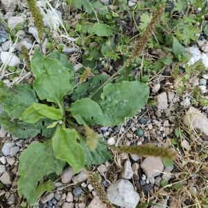 Photographie n°2535138 du taxon Plantago major L.