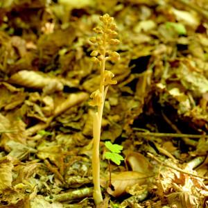Photographie n°2535152 du taxon Neottia nidus-avis (L.) Rich. [1817]