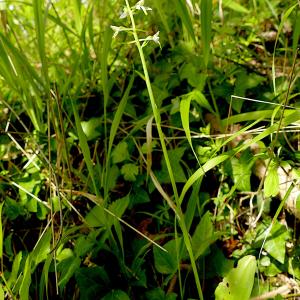 Photographie n°2535158 du taxon Platanthera bifolia (L.) Rich. [1817]