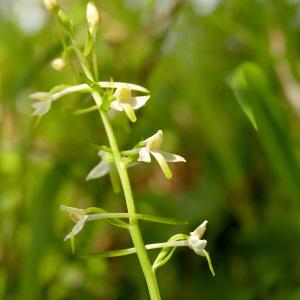 Photographie n°2535159 du taxon Platanthera bifolia (L.) Rich. [1817]