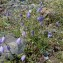  - Campanula cochleariifolia Lam. [1785]