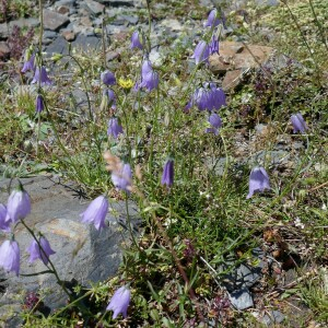  - Campanula cochleariifolia Lam. [1785]