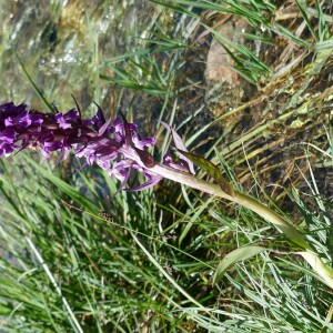 Photographie n°2535201 du taxon Dactylorhiza majalis (Rchb.) P.F.Hunt & Summerh. [1965]