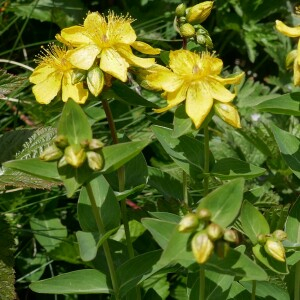 Photographie n°2535250 du taxon Hypericum richeri Vill.