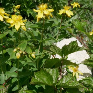 Photographie n°2535251 du taxon Hypericum richeri Vill.