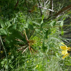 Photographie n°2535254 du taxon Hypericum richeri Vill.