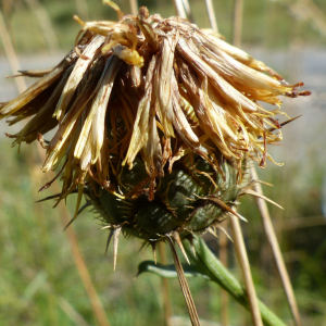 Photographie n°2535255 du taxon Centaurea collina L. [1753]