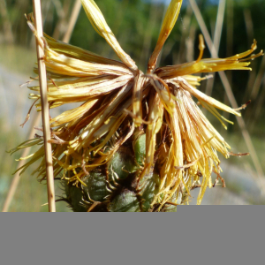 Photographie n°2535256 du taxon Centaurea collina L. [1753]