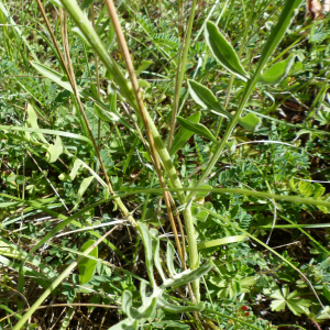 Photographie n°2535257 du taxon Centaurea collina L. [1753]