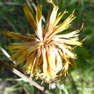 Photographie n°2535260 du taxon Centaurea collina L. [1753]