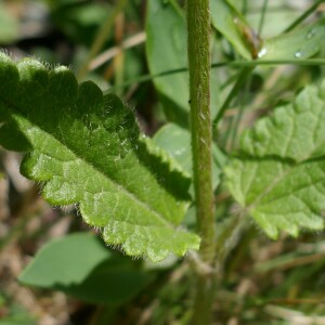 Photographie n°2535301 du taxon Betonica officinalis L.