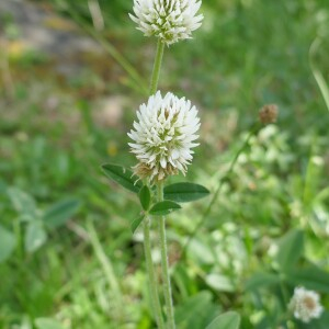 Photographie n°2535332 du taxon Trifolium montanum L.