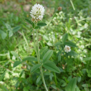 Photographie n°2535334 du taxon Trifolium montanum L.