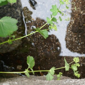 Photographie n°2535336 du taxon Alchemilla glabra Neygenf.