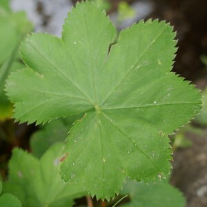 Photographie n°2535337 du taxon Alchemilla glabra Neygenf.