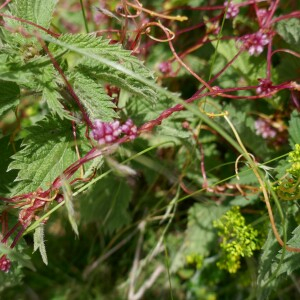 Photographie n°2535348 du taxon Cuscuta europaea L.