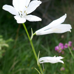  - Paradisea liliastrum (L.) Bertol.