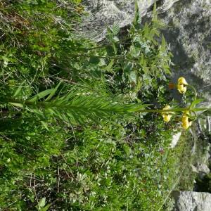 Photographie n°2535358 du taxon Lilium pyrenaicum Gouan