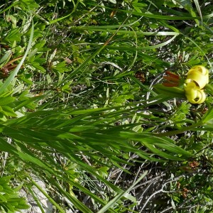 Photographie n°2535360 du taxon Lilium pyrenaicum Gouan